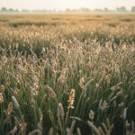 Isabgo Powder - Spice Heaven