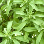 Natural Stevia Powder - Spice Heaven